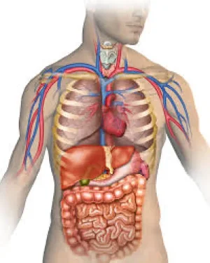 “Future Doctors Start Here – Medical School Preparation Classes”